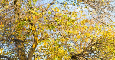 Ağaçların dallarında sonbahar yaprakları. Mumannoe, bulutsuz gökyüzü, Hint yazı. Yapraklar rüzgarda sokağın aşağısına doğru esiyor. Kuzey Kutbu rüzgarından dolayı soğuk titreme. Güneşin son sıcaklığı.