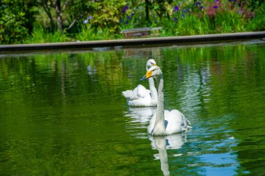 Park Gölü 'ndeki kuğular parktaki iki kuğunun büyüleyici görüntüsünün seni sarsılmaz bir romantizm dünyasına götürmesine izin ver. Doğanın Zarafeti