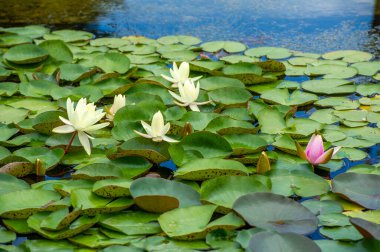 Lotus. Nelumbo. Nymphaeaceae. Nilüfer çiçeği. Yüzeyde zarif bir şekilde yüzen nilüferlerin görkemli cazibesine bakın, dinginliğin ve büyünün bir yansıması. Nelumbo Görkemli