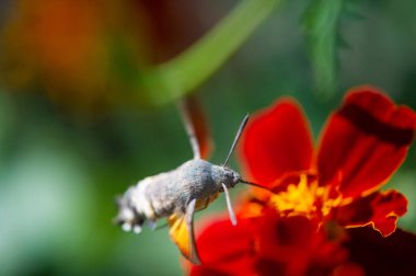 Doğanın güzelliğine kapıl ve bu büyüleyici şahin güvesi fotoğrafıyla büyülen. Çiçeklerin parlak renkleri atmaca güvesinin canlı renklerini tamamlar. Doğal Odaklanma