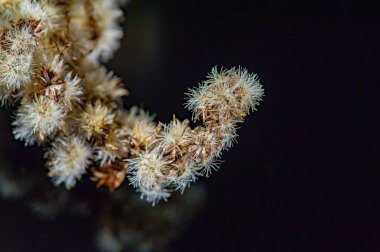 Altın çubukla siyah arka plan arasında şaşırtıcı bir zıtlık var. Sonbahar temalı tasarımlar ya da fotoğraflar için ideal. Bu renk kombinasyonuyla bir sıcaklık ve samimiyet hissi uyandır.