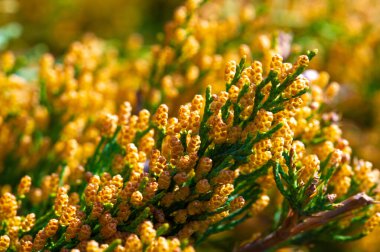 Ardıçkuşları güzel kokulu yeşil yapraklarıyla tanınırlar. Yemek ve aromaterapide kullanılan dutları üretiyorlar. Bu bitkiler yüzyıllardır tıbbi amaçlar için kullanılıyor..