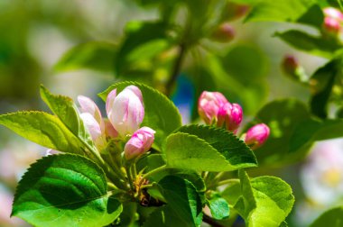 Pembe elma ağacı çiçeğinin güzel bir yakın çekimi. Doğanın narin güzelliğini çarpıcı detaylarıyla yakalıyor. Yumuşak pembe renkleriyle bir çiçek gücü katar.