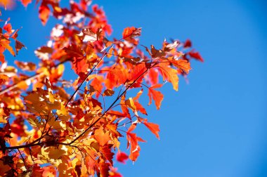 Kırmızı, turuncu ve sarı yaprakların canlı gölgeleri çarpıcı bir zemin oluşturur. Sıcak güneş ışığı renkli yaprakların arasından süzülerek büyülü bir atmosfer yaratır. Büyüleyici bir manzara.