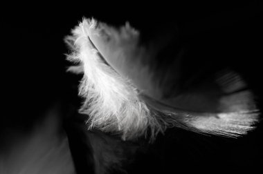 Kuş tüylerinin karmaşık detaylarını göz kamaştırıcı yakın plan fotoğraflarında yakala. Makro fotoğrafçılık yoluyla doğanın güzelliğini ve düzenini keşfedin. Kuş tüylerinin görselleştirilmiş görüntülerini oluştur