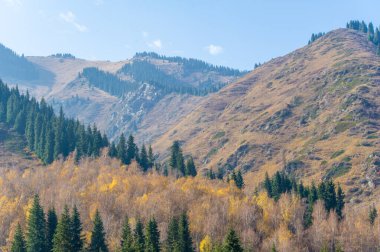 Büyüleyici bir dağ ormanında sonbaharın güzelliğini tecrübe edin. Uzun Tien Shan köknar ağaçları arasında yeşil taçlı bir yürüyüş yap. Kendini büyüleyici bir çiçek tuvaline daldır..
