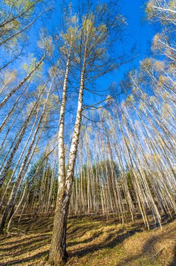 Bahar başında huş ağaçlarının nefes kesici fotoğrafları açık mavi gökyüzüne karşı sersemletici ağaç resimleri huş ağaçlarının güzelliğini gösteren doğa fotoğrafları.