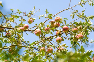 Elmalar. Aslında, Antik Yunan 'da çikolata yoktu, ama Afrodit elmaları severdi. Onun kutsal meyvesiydi, belki de kendisi gibi güzel ve tatlı olduğu içindir..
