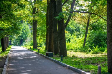 Park sokağı. Yılın herhangi bir zamanında bir renk senfonisi sunan bu parkta ağaçlarla kaplı yollarda yürürken taze, canlandırıcı havayı içine çek. Mevsimler Doğa, Rahatlamaya giden yol