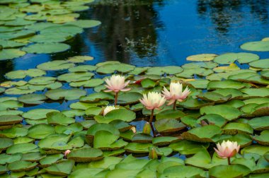 Lotus. Nelumbo. Nymphaeaceae. Nilüfer çiçeği. Nilüfer çiçeğinin canlı ve büyüleyici güzelliğini deneyimleyin. Bu nilüferlerle herhangi bir göleti yaşayan bir başyapıta dönüştür..