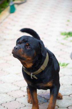 Korkusuz ve otoriter gardiyan sessizce güç hissi yayar Rottweiler yaşamının özünü somutlaştırır.