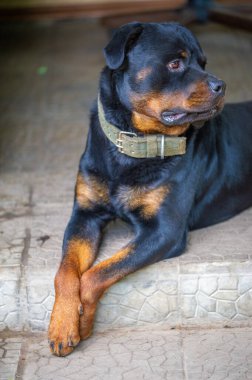 Karşınızda en iyi köpek yoldaşı Rottweiler Love Best Fluffy Friend. Bu Rottweiler Pal ile tanışın. Ömür boyu tüylü bir arkadaş.