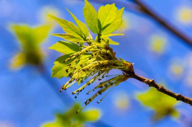 İlkbaharın güzelliğini canlı sarı renklerle yakala. Rüzgardaki akçaağaç çiçeklerinin nazik dansının tadını çıkar. Hem doğa fotoğrafçılığı hem de sanat severler için idealdir..
