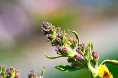 Büyüleyici leylak çiçeklerini görmeye hazır olun. Doğanın güzelliğini Botanik Harikaları ile yakından tecrübe edin. Bu narin tomurcukların canlı çiçeklere dönüşmesini izleyin..