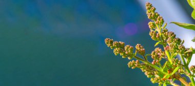 Çiçek açmayı bekleyen leylak tomurcuklarının nefes kesici yakın çekimi. Evdeki doğanın güzelliğini hisset. Nefes kesici renkler karşısında hayrete düşmeye hazır olun. Botanik Harikaları size doğanın harikalarını getirir..