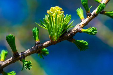 Nadir bulunan pembe kozalaklarla doğanın baş döndürücü güzelliği. İlkbaharın ilk günlerinde çiçek açan çam ağaçlarının nefes kesici manzarası doğanın harikalarını ve bu eşsiz ağaçların canlı renklerini takdir eder.