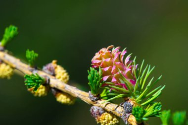 Baharda parlak pembe kozalakların göz kamaştırıcı güzelliği. Blooming Pines 'ın doğa harikalarının kıymetini anlamak için bir dakikanızı ayırın. Doğanın güzelliğinin ender bir görüntüsünü yakalayın..