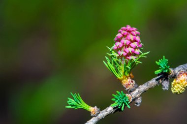 Parlak pembe bir karaçam konisi yeşil bir çam ağacının arka planında göze çarpar. Renk ilkbahar manzaralarına güzellik katar. Doğanın güzelliği bir tarla kuşunun basit bir görüntüsünde ortaya çıkar..