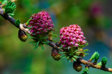 Güzel pembe kozalaklar manzaraya canlı renkler ekler. Erken bahar bu doğal dekorasyonlarla parlaklığı getirir. Doğanın güzelliği parlak çam dallarıyla parlıyor..