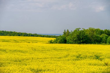 Kolza tohumu çok değerli ve çok yönlü bir mahsuldür. Tüm dünyada sarı kolza tohumu tarlaları görülebilir. Kolza yağı ve protein öğünlerinin gıda üretiminde birçok önemli kullanımı vardır.