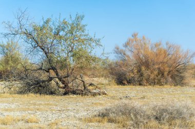 Sonbahar, Steppe. Çayırlar. Sonbahar bozkırının sakin bozkırlarında kaybolan yalnız bir ağaç doğanın yüceliğini hatırlatan yüce bir hatıra olarak ortaya çıkar. Sessiz bir koruyucu.,