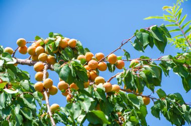 Kayısı vitamin açısından zengin sulu bir meyvedir. Kendi kayısılarınızı yetiştirmek sağlığınızı ve sağlığınızı geliştirebilir. Çiftliğinizden taze kayısı toplamak besleyici bir atıştırmalık olabilir..