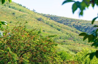 Kayısı vitamin açısından zengin sulu bir meyvedir. En uygun sağlık yardımı için kendi kayısılarınızı kendiniz hasat edin.