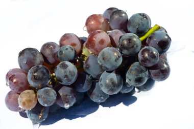 Beyaz arka planda siyah üzümlerin yüksek kaliteli görüntüsü. Şarapla ilgili pazarlama malzemeleri ya da ürün ambalajı için ideal. Sulu ve parlak. Her tasarıma biraz zarafet katar.