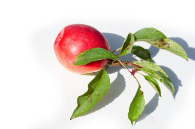 Kandil elma çeşidi, sulu ve yüksek vitamin içeriğiyle tanınır. Bahçede büyümek ve kendi arazinde hasat yapmak için ideal. Meyvelerin büyüyüp olgunlaşmasını izle.