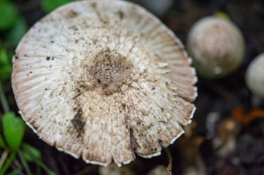 Şampiyon mantarlara adanmış ürünlerle doğanın harikalarını keşfedin. Doğadan esinlenerek tasarlanmış eşsiz şapkalarla evinize bir parça toprak getirin..