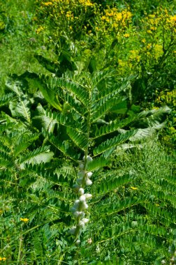 Astragalus sieversius sağlık için yararlı olan tıbbi özellikler içerir. Yaşlanma sürecini yavaşlatır ve genel refahı artırır. Halk tıbbında tonik ve hipotansif yatıştırıcı olarak kullanılır.