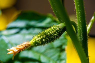 Taze, taze tadı yaz salataları için idealdir. Cilt bakımı yemeklere eşsiz bir görünüm kazandırıyor. Mükemmel bir vitamin ve besin kaynağı..