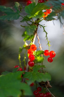 Güzel bokeh efektli çarpıcı fotoğraflar. Kırmızı frenk üzümleri bulanık arka planda açıkça görülebilir. Fotoğraflarınızdaki kırmızı üzümlerin güzelliğini ve hassasiyetini yakalayın..