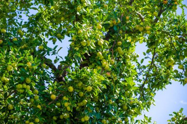 Kırmızı Elma. Vitamin ve antioksidan açısından zengin. Lezzetli ve olgun, lezzetli bir aperatif için uygun. Sağlıklı beslenmek için mükemmel bir besin kaynağı..