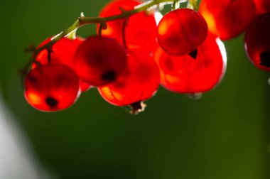 Sığ alan derinliği ile çarpıcı sanatsal fotoğraflar oluşturun. Parlak kırmızı frenk üzümlerini detaylıca yakalayın. Eşsiz ve büyüleyici çekimler yapmak için farklı derinliklere sahip deneyler.