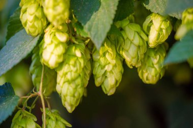 Bira yapmak için zıpla ve gerekli yağları kullan. Tariflerinizdeki fenolik ve tatlandırıcı tatları araştırın. Çiçek bükümlü eşsiz hamur işleri ve hamur işleri yap. Bahçıvanlık deneyimini geliştir.