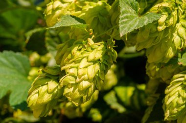 Zıpzıp, haşhaş ve gerekli yağları kullanarak demleme sanatını öğrenin. Pişirme ve şekerleme ürünlerindeki fenollerin ve tatların arkasındaki bilimi keşfedin. Bahçıvanlık becerilerini geliştir.