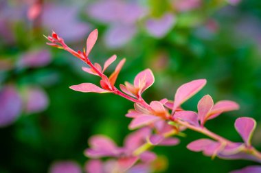 Süslü böğürtlen. Bahçenize dekoratif böğürtlen bitkileriyle bir renk tozu ekleyin. Bakımı kolay ve bakımlı. Çeşitli renk ve boyutlardan peyzaj ihtiyaçlarınıza uygun olanı seçin.