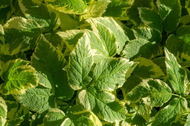 Aegopodyum podagraria 'nın değişik bir türü, yaygın olarak piskopos veya peynir otu olarak bilinir. Yeşil ve beyaz yaprakları var. Bahçelere görsel ilgi katıyor. Çeşitli toprak türlerine karşı dirençli