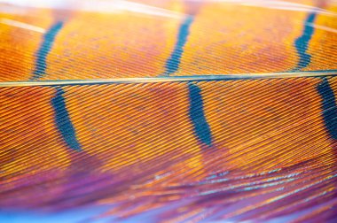 Şu sülün tüyünün zarafetine ve zarafetine bakın! Dünyadışı güzelliği bize doğal krallığın sayısız harikalarını hatırlatıyor. Bu büyüleyici tren hayal gücüne ilham versin.!