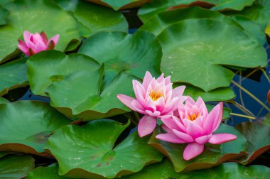 Lotus. Nelumbo. Nymphaeaceae. Nilüfer çiçeği. Yüzeyde zarif bir şekilde yüzen nilüferlerin görkemli cazibesine bakın, dinginliğin ve büyünün bir yansıması. Nelumbo Görkemli