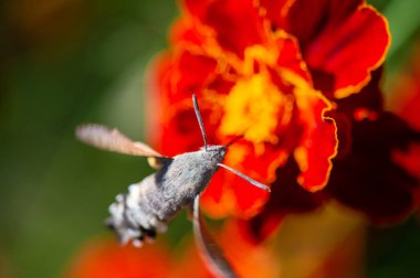 Hawkmoth parlak renkleriyle dikkat çeker. Doğa, bu nazik yaratığın güzel bir çiçeğin üzerinde dinlenmesi gibi sahnenin ortasına yerleşir. Çarpıcı fotoğraflarla doğanın güzelliğinin tadını çıkar.