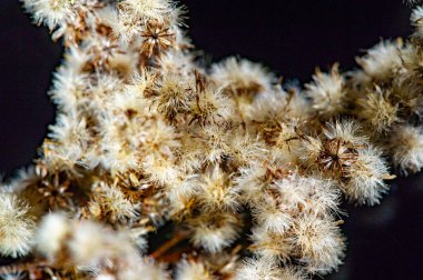 Sonbaharın özünü altın bir paletle yakalıyor. Siyah arkaplandaki karşıtlık çarpıcı bir görsel etki yaratıyor. Sonbahar mevsiminde sıcaklık ve konfor hissi uyandırır..
