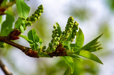 Baharın başlarında kiraz, yemyeşil yaprakların arasına yuva yapmış narin açılmamış çiçek tomurcukları, büyüme ve yenilenme mevsimi vadediyor. Doğa Güzelliği