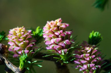 Parlak pembe kozalak manzarasının tadını çıkar. Baharın ilk günlerinde doğanın güzelliğini kutlayın. Çiçekli çam ağaçlarının eşsiz ve nadir fenomeninin tadını çıkarın..