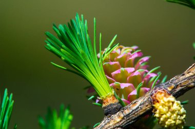 Baharda parlak pembe kozalakların göz kamaştırıcı güzelliği. Çiçek açan çam ağaçlarının eşsiz ve nadir türlerini takdir et. Doğayla bağlantı kur ve yeni başlangıçların büyüsüne tanık ol..