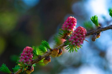 Pembe karaçam konisi yeşil çam dalının arka planında göze çarpar. İlkbahar manzarasına canlı bir renk katar. Doğanın güzelliği bu basit ama güçlü görüntüde gösteriliyor..