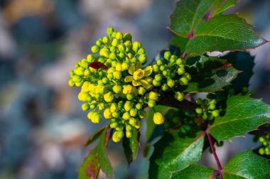 Berberis aquifolium, Kuzey Amerika 'nın yerlisi. Oregon üzümü ya da sulu böğürtlen olarak da bilinir. Berberidaceae ailesinin bir üyesi. Küçük sarı çiçekler ve yenilebilir mor meyveler üretir..