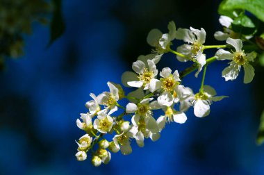 Kuş kiraz çiçekleri bir daldaki beyaz çiçeklerin basitliği, doğanın paletindeki sükunetin ve entelektüelliğin özünü taşır. Çiçek Zarafeti