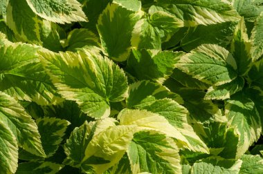 Aegopodyum podagraria, bir tür toprak örtüsü bitkisidir. Yeşil ve beyaz yaprakları var. Bahçelere görsel ilgi ekle. Bu bitki gölgeye dayanır ve büyümesi kolaydır..